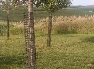 Tree Guard – Great Western
